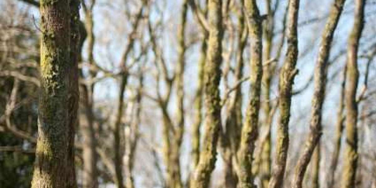 Casino Royale 2006 Fandom