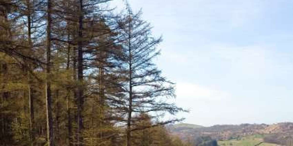 Sky Crown: Premier Online Casino in Australia Top Games, Bonuses & Fast Payouts