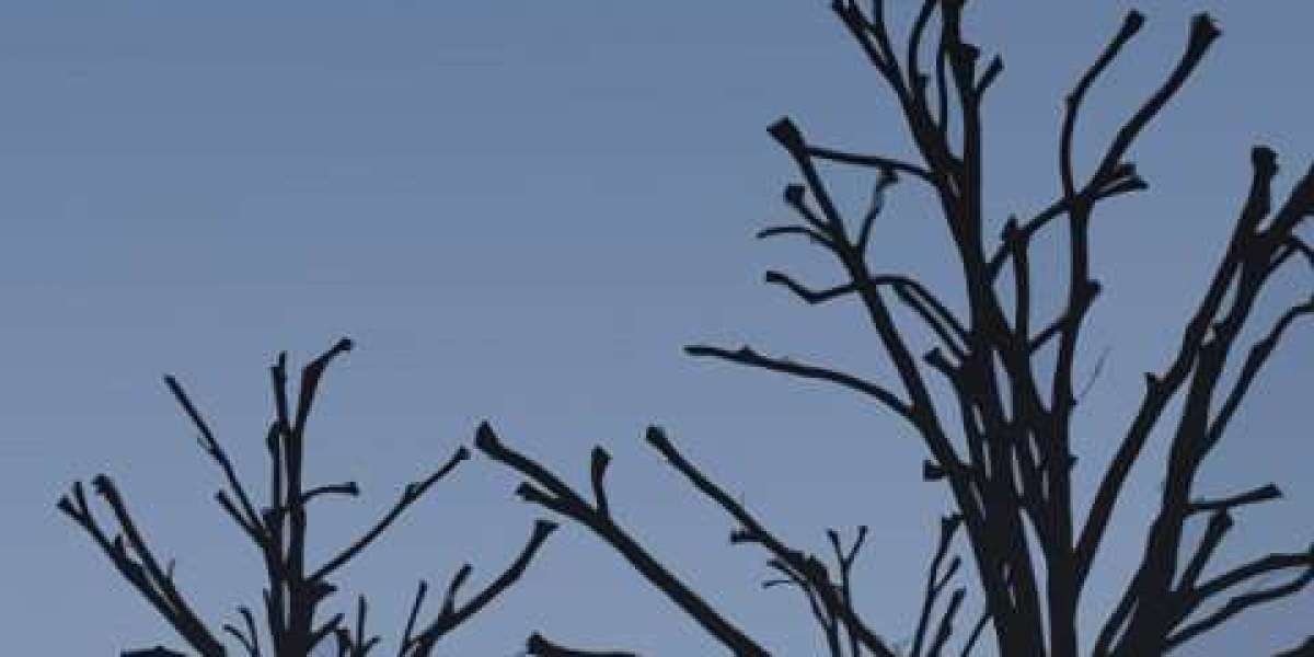 Crown Coins Casino Review November 2025 Update