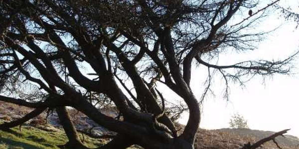 Richard Casino Review Are They Legit in 2025 ?