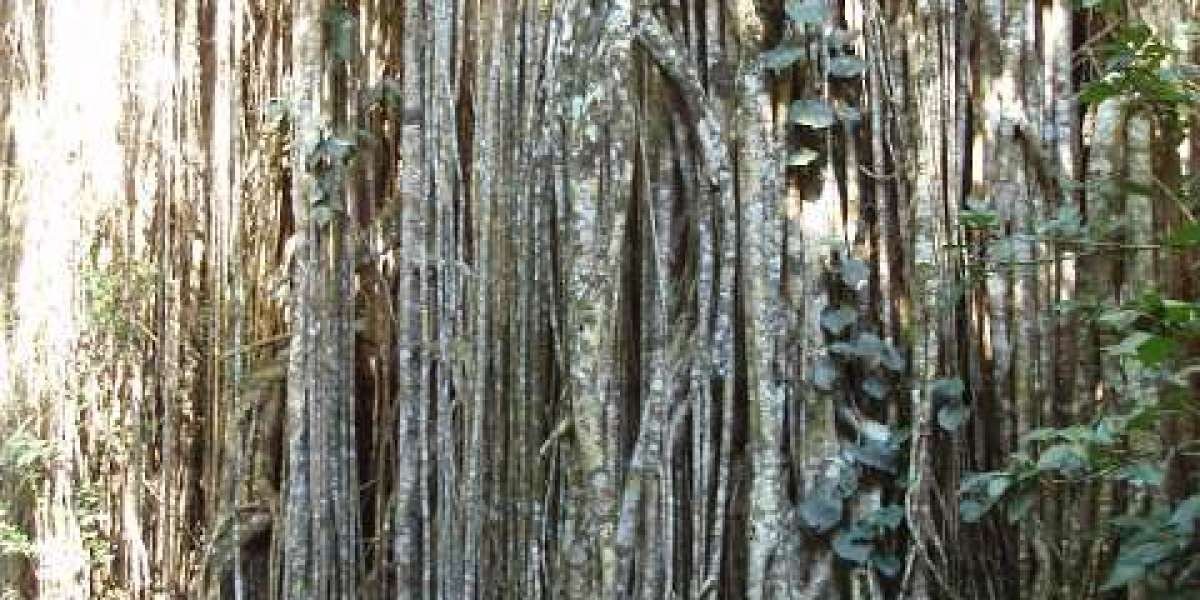 Winspirit Casino ️ Join and Claim Your Welcome Bonus in Canada