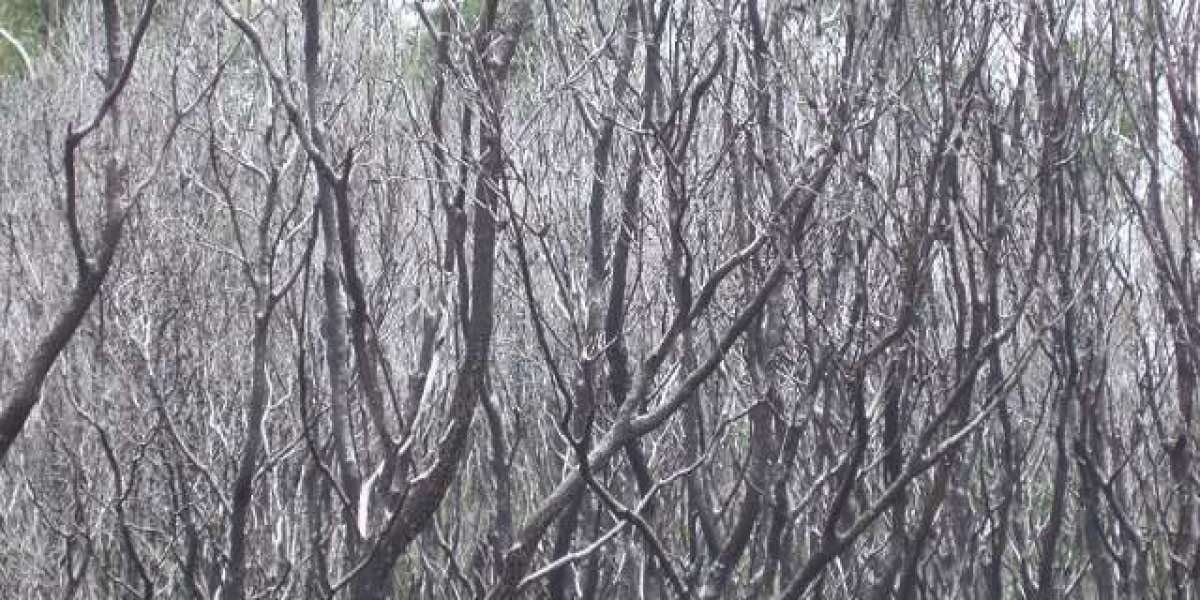 Best Real Money Australian Online Casino Sites for 2025